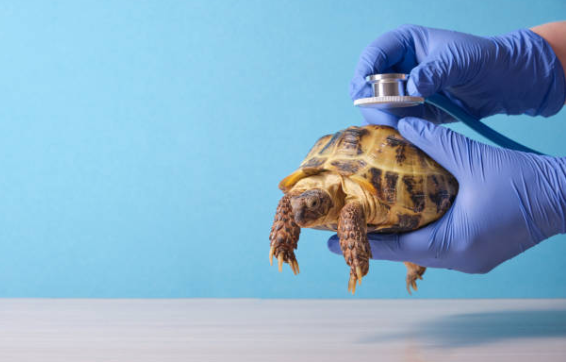 comment sauver une tortue en hypothermie 🌡️