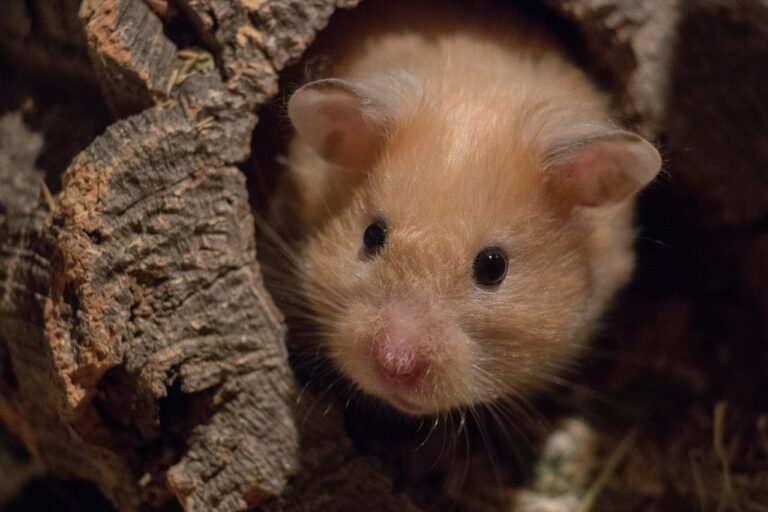 Quels jouets choisir pour un hamster ? Guide complet 🎡