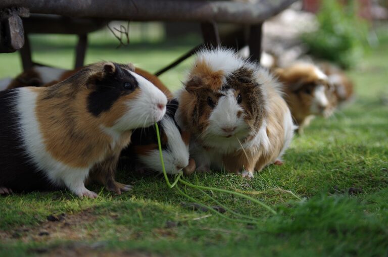 Cobaye (cochon d’Inde) : le guide complet pour en prendre soin 🐹