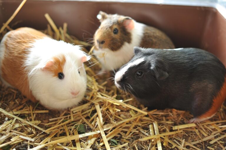 Les principales races de cochon d’Inde : guide complet 🐹
