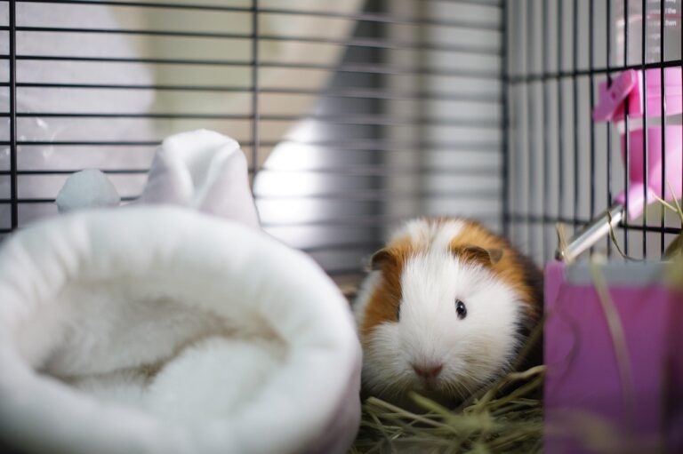Cage de cochon d’Inde : les 5 indispensables pour son bien-être 🐹   