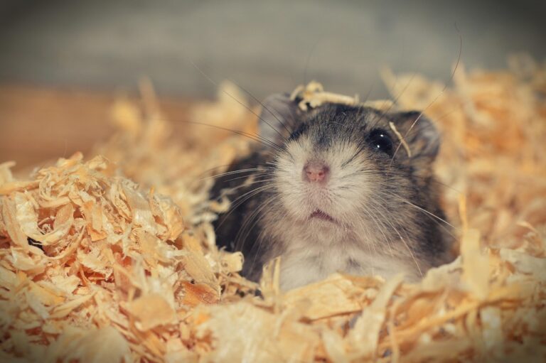 Quelle litière choisir pour un hamster ? Guide complet 🐹