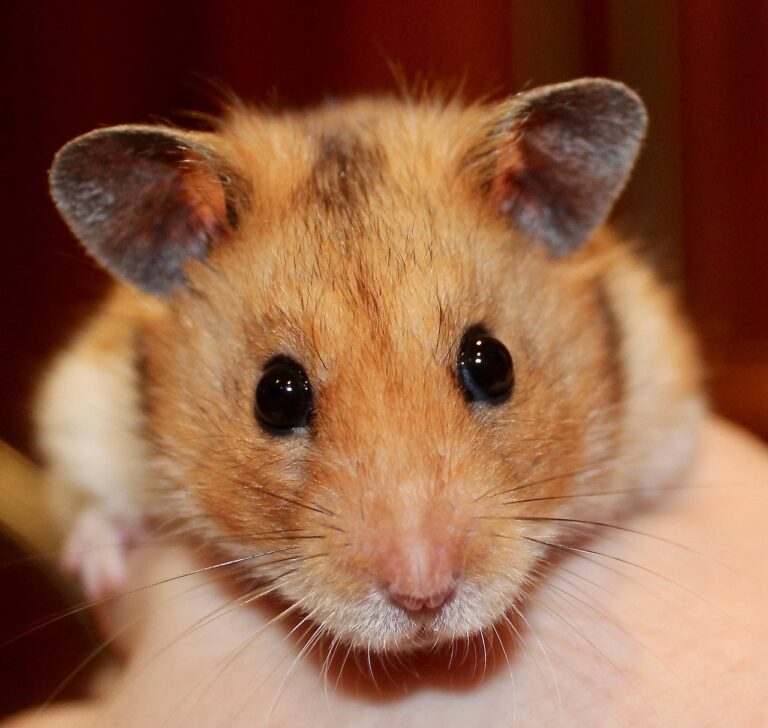 Comment apprivoiser un hamster ? Gagner sa confiance  🐹