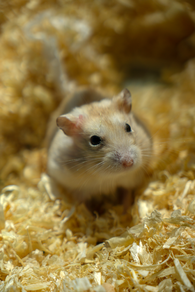 Comment nettoyer la cage de son hamster ? Guide complet 🐹