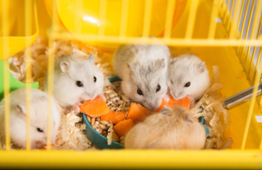 Hamster chinois : guide complet pour en prendre soin 🐹
