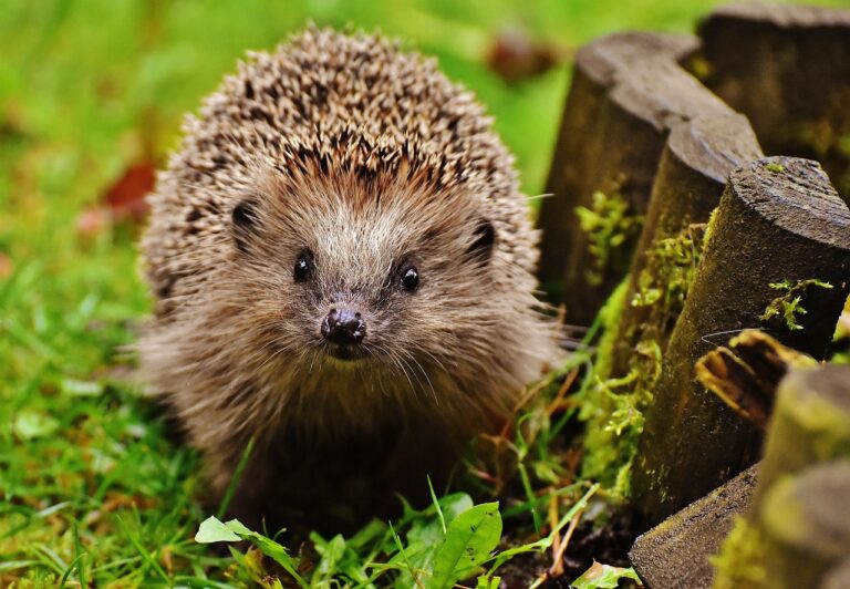Comment attirer les hérissons dans son jardin ? 6 astuces🦔