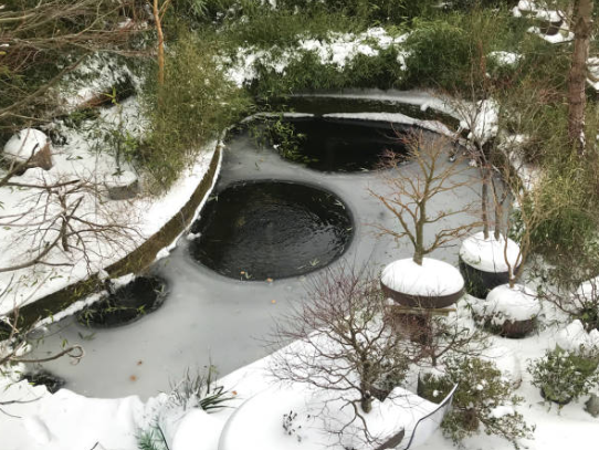 Hivernage des poissons de bassin : Ses poissons en hiver❄️  