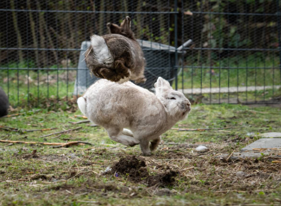 Lapin agressif : causes, solutions et conseils 🐰