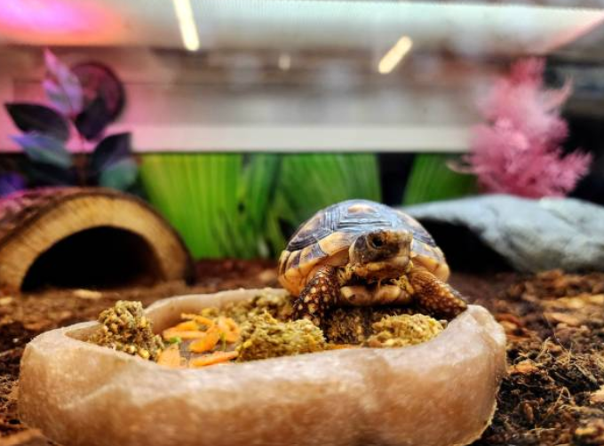 Comment préparer l’habitat de votre reptile : Les indispensables🦎