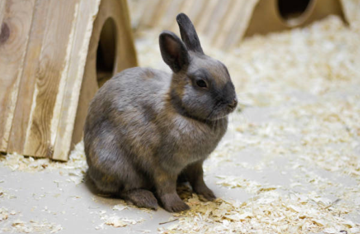 La Pasteurellose du lapin : symptômes et prévention  🐇