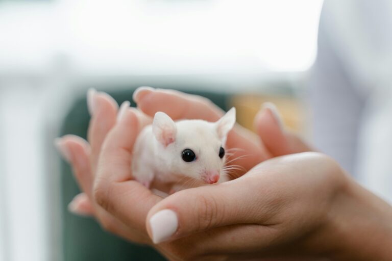 Souris blanche : guide complet pour bien s’en occuper 🐭