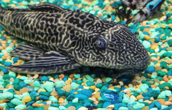 Les meilleurs Poissons Nettoyeurs pour aquarium : le Guide complet 🌿