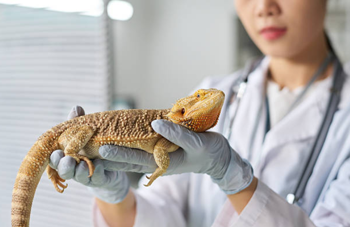 Comment prendre soin de la santé de votre reptile 🐢