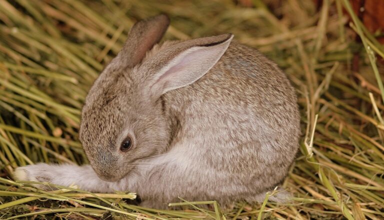 Pourquoi mon rongeur se gratte tout le temps ? Causes et solutions 🐭