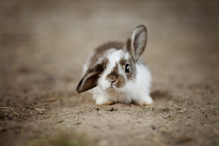 Lapin extra nain : guide complet pour bien s’en occuper 🐰