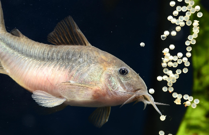 Comment faire reproduire ses poissons d’aquarium ? 🐟