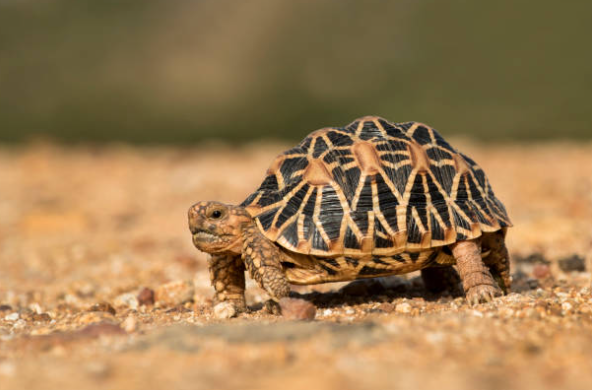 La tortue étoilée d’Inde : Caractéristiques et habitat 🐢 