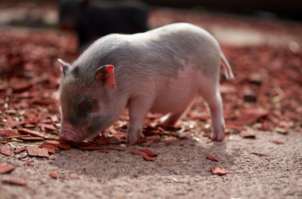 Cochon nain domestique : le guide complet pour prendre soin 🐷