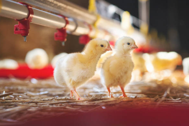 Comment faire éclore des œufs de poule ? Le guide complet 🐥