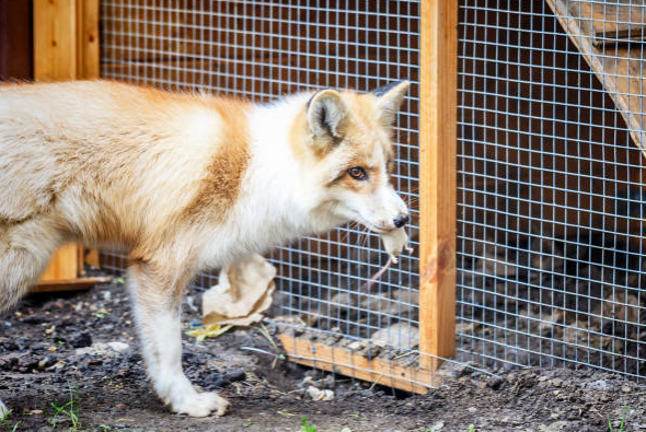 Comment protéger ses poules des renards ? 7 solutions efficaces