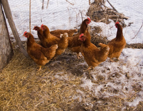 Comment protéger ses poules en hiver ? Le guide complet❄️
