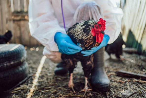 Grippe aviaire chez les poules : symptômes et prévention 🐔  