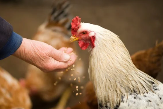 Alimentation des poules et volailles : guide complet pour des poules 🐔