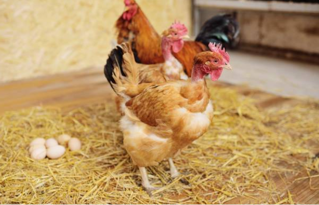 Poule Cou Nu : Caractéristiques, Entretien et Conseils d’Élevage 🐔