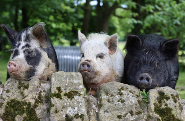 Cochon vietnamien (mini cochon) : guide complet 🐷