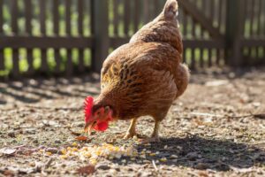 Une poule rousse picore des grains de maĂŻs sur le sol devant une clĂŽture en bois.